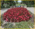 Flowers in Castle Park